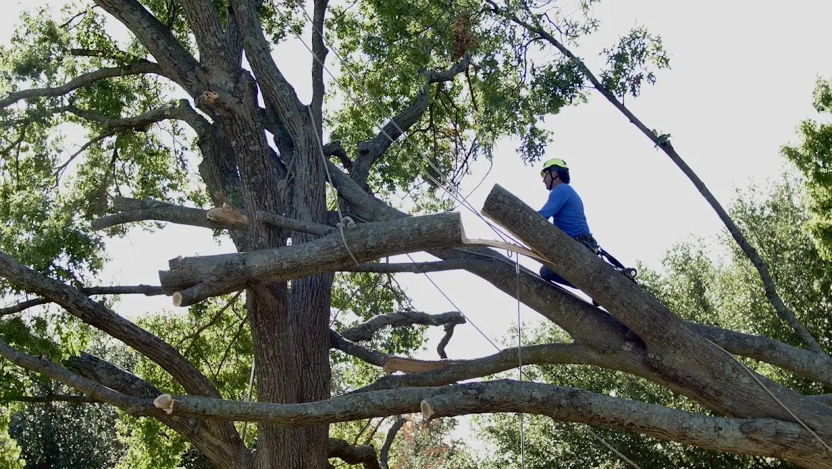 Professional Hazardous Tree Removal performed by certified arborists in Liberty