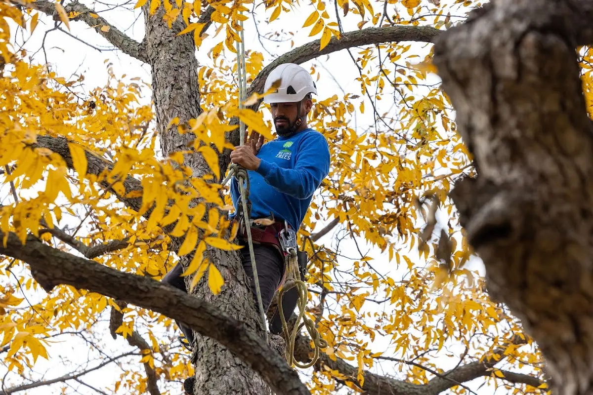 Skilled Tree Planting crew working in Liberty