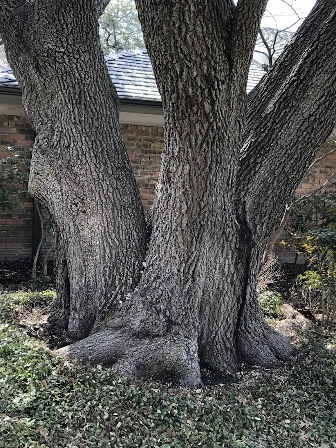 Mature heritage tree close to a Liberty property cared for by certified arborists