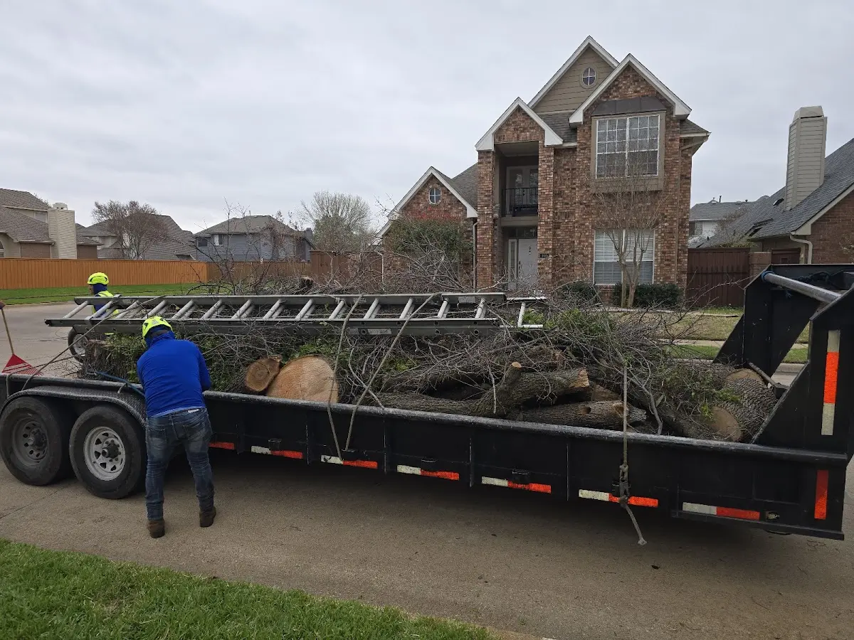 Expert Tree Removal with proper safety equipment in Liberty